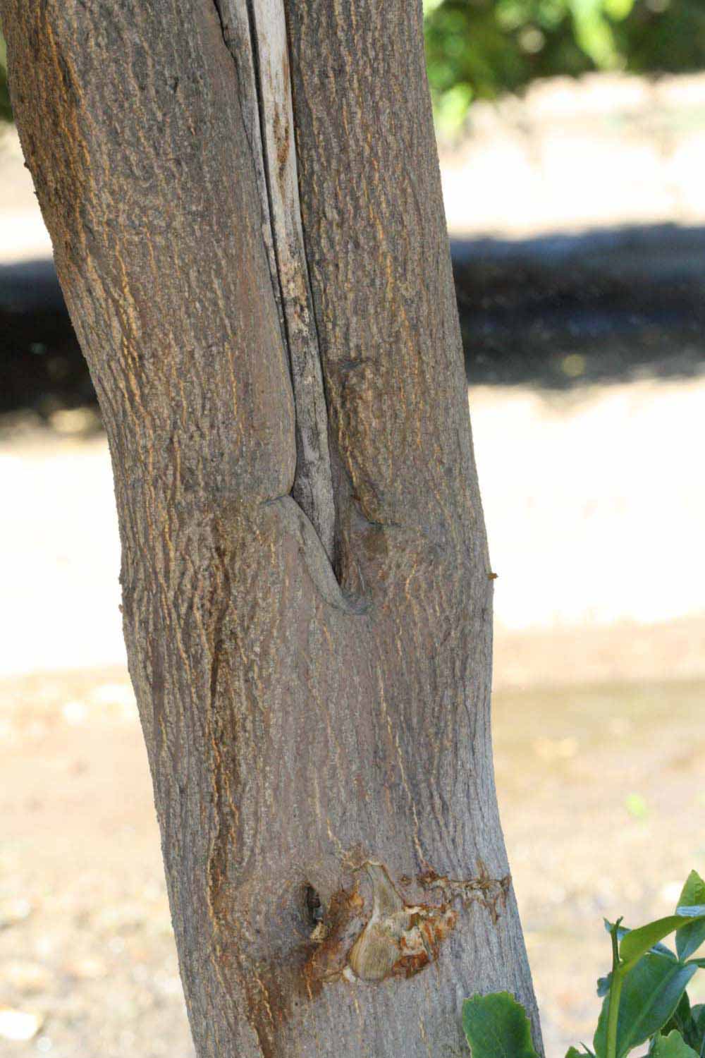            Bark (Riverside, CA)   